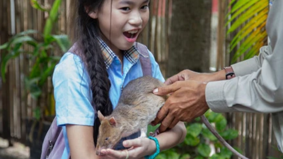 APOPO — An Inspiring Concept of How Small Creatures Can Make a Big Difference