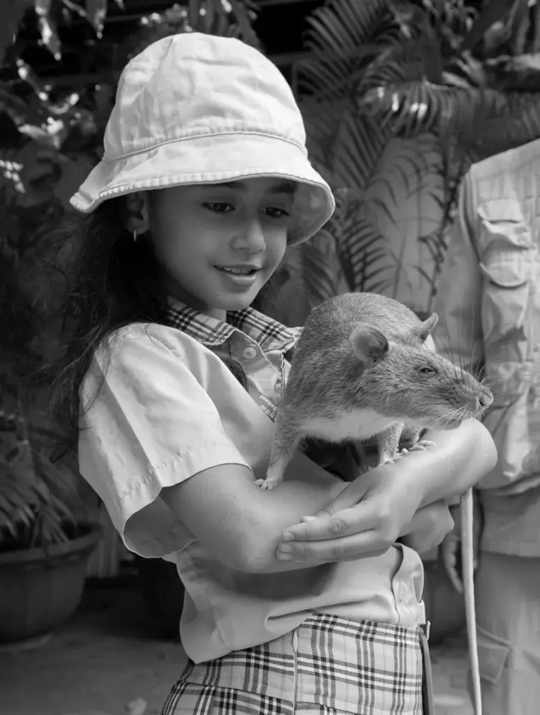 Rats being held and admired by students during a visit to APOPO in Siem Reap, Cambodia