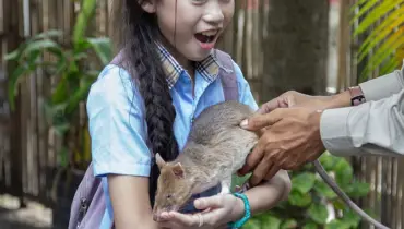 APOPO calls their rats “Hero Rats-rats that save lives”