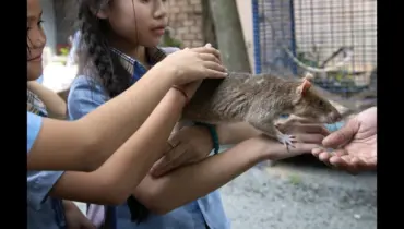 Interesting Facts About Rats