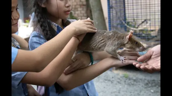 Interesting Facts About Rats