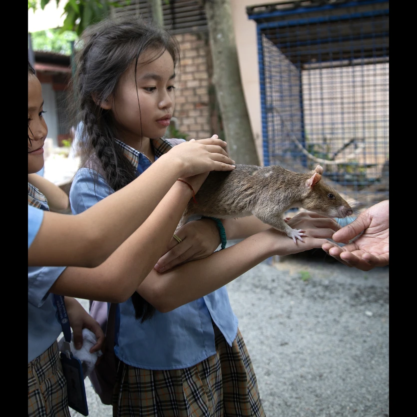 Interesting Facts About Rats